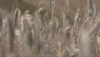 Žatva na severe Slovenska je v mimoriadnom sklze. Kvalita a množstvo obilia sú ohrozené