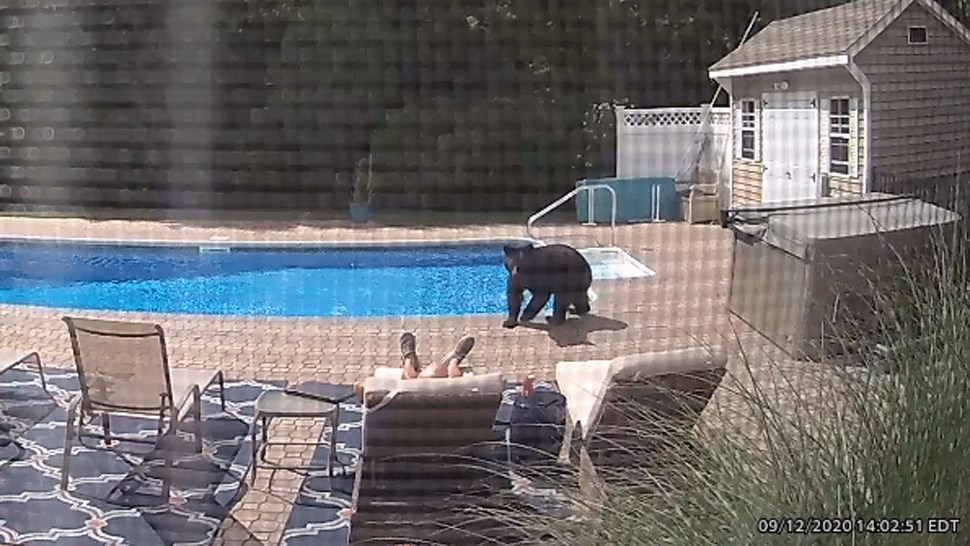 K mužovi pri bazéne prišiel nečakaný hosť. Medveď ho "pošteklil" na nohe a ušiel