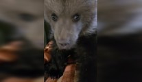 VIDEO: K Vesne a Lade pribudne ďalšie osirelé medvieďa. Mláďa priviezli do ZOO Bojnice