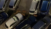 VIDEO: Takýto pohľad sa v hlavnom meste len tak nevidí. Stádo divej zveri sa prechádzalo po parkovisku