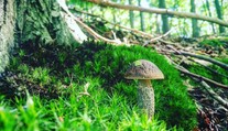 Obdobie zberu húb sa začína. Tu sú tipy a rady od profesionálneho hubára
