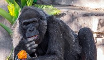 Utratili najstaršiu gorilu v Európe. Mala 55 rokov
