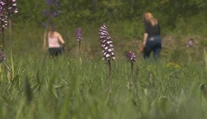 Takýto poklad máme na Slovensku. Ukážeme vám unikátne miesto, kde rastú divé orchidey