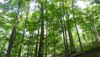 UNESCO rozšírilo územie bukových pralesov na východe Slovenska na zozname svetového dedičstva