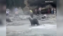 VIDEO: Krik a strach. Na dovolenkárov sa vrhli morské levy