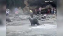 VIDEO: Krik a strach. Na dovolenkárov sa vrhli morské levy