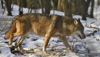 Počty vlkov v Beskydách stagnujú. Môžu za to najmä slovenskí poľovníci