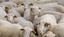 Pozor na surové mlieko. Na Slovensku potvrdili nebezpečný vírus v dvoch chovoch