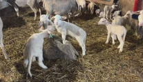 Veľká noc už zamestnáva farmárov. Na Slovensku je čoraz väčší dopyt po jahňacine