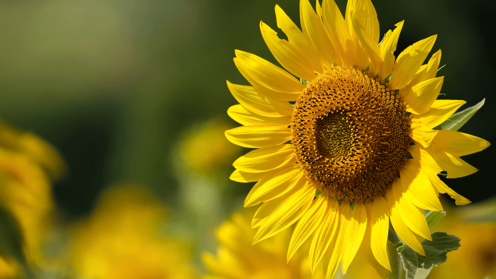 Rekordná slnečnica. Mužovi sa podarilo vypestovať rastlinu, ktorá prerástla jeho dom