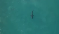 Nepríjemná náhoda: Surfér pre dvoma rokmi "zbil" žraloka, teraz si ho opäť našiel