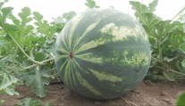 Mysleli ste si, že horúčavy melónom pomáhajú? Farmári vysvetľujú, prečo je to naopak