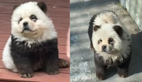 Pandy, ktoré štekali. Čínska zoo priznala, že ide o nafarbené psy