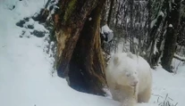 VIDEO: Tri roky o nej nebolo počuť.  Jedinú albínsku pandu na svete zachytila fotopasca počas hry