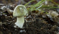 Zomreli najmenej štyria ľudia. Aj malá chyba pri zbere húb môže byť fatálna