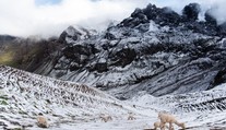 Obyvatelia horských oblastí Peru sú zúfalí. V regiónoch uhynulo až 500 alpák, žiadajú vládu o pomoc
