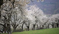 Rozkvitnutý čerešňový sad pripomína rozprávku. Toto miesto môže Slovensko čoskoro stratiť