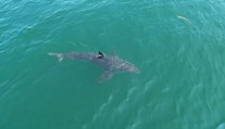 Raj surferov má veľký problém so žralokmi. Len za dva dni spozorovali 73 ľudožravých predátorov