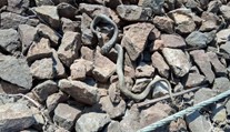 FOTO: Poznáme kuriózny dôvod meškaní vlakov v Bratislave. Trakčné vedenie prepálila užovka