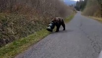 Medveď sa 17 dní túlal po Slovensku s kŕmnym valcom na hlave. Vysileného ho našli v Slovenskom raji