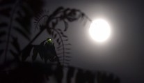 Romantika v prírode pri svätojánskych muškách? Pomaly na to môžeme zabudnúť