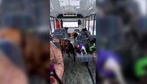 VIDEO: Psí autobus na Aljaške si štvornohí cestujúci obľúbili, čakajú naň každý deň