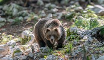 V Poľsku neďaleko hraníc so Slovenskom zabíjal medveď. Žena utrpela rozsiahle zranenia, na mieste zomrela