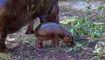 V bratislavskej ZOO sa mieša radosť so slzami: Narodil sa vzácny hrošík, no ikonický Felix zomrel