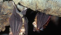 Austrálčan zomrel po uhryznutí netopierom. Zákerný vírus ho zabil aj napriek rýchlemu zásahu lekárov