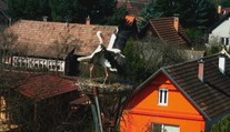 Drsný súboj na Liptove, ktorý s napätím sledovali na kamere. Bociany si to rozdali v hniezde