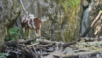 Zatúlanú kravu, ktorá sa ocitla pri vodopáde v Slovenskom raji, utratili