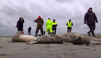 Na pobrežie Kaspického mora vyplavilo až 1700 mŕtvych tuleňov