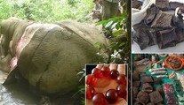 Srdcervúca snímka: Pytliaci zabili slona, aby ho kvôli čínskej medicíne stiahli z kože