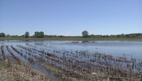 Farmári na Zemplíne nemôžu na polia. Ak chcú na pôdu dotáciu, zasiať musia čo najskôr