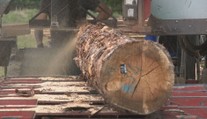 Polovica slovenského dreva končí v cudzine, tvrdia spracovatelia. Štát to vidí inak