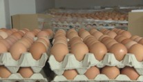 Niektoré reťazce menia predaj vajec. Od januára to zdraží nákupy