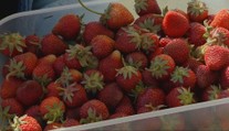 Na predajni 12 eur, na poli za 3 a pár centov. Zistili sme, kde si nazbierate najlacnejšie jahody (TABUĽKA)