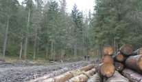 Ťažbu dreva v Muránskej planine preveruje kontrola. Vedenie národného parku kritiku odmieta