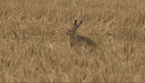 Odborník opísal príznaky smrtiacej choroby, ktorá postihla zajace. Že sa deje niečo zvláštne, si všimli aj poľovníci