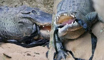Testujú, či ešte žijú. Zoo prosí návštevníkov, aby nehádzali do zvierat kamene