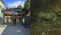 VIDEO: Vzácny prírastok v Bojniciach. Ohrozená panda červená porodila mláďatá