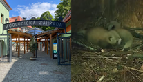VIDEO: Vzácny prírastok v Bojniciach. Ohrozená panda červená porodila mláďatá