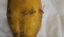 Na letisku v Prahe pribúdajú zásielky napadnuté exotickými muchami. Ich rozšírenie by malo katastrofálne následky