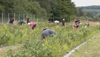 Nie je jej tu veľa. Na východe ponúkajú unikátnu odrodu obľúbeného ovocia
