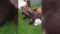 Moment, na ktorý čakali mnohí. Bojnická zoo ukázala osirelé medvieďatá naživo