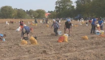 Tradícia, ktorá spája generácie. Rodiny na Zemplíne opäť vyrazili na pole zbierať zemiaky
