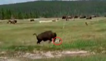 VIDEO: Na ženu zaútočil takmer tonový bizón. Keď zakopla, urobila to najlepšie, čo mohla