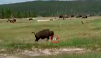 VIDEO: Na ženu zaútočil takmer tonový bizón. Keď zakopla, urobila to najlepšie, čo mohla