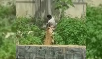 VIDEO: Sníval o práci krotiteľa šeliem. Mladíka pred zrakmi návštevníkov zoo zabila levica