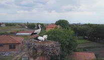 Bocianie hniezdo váži aj tonu a nie každý komín ho udrží. Ich trus navyše dokáže rozleptať aj vedenie